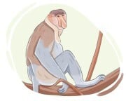 proboscis monkey