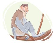 proboscis monkey