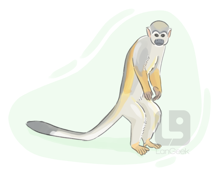 squirrel monkey definition and meaning