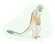 squirrel monkey