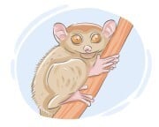 tarsier