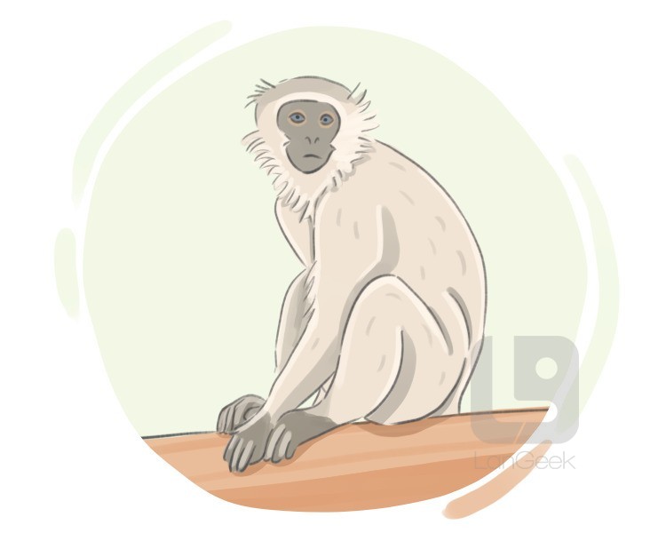 cercopithecus aethiops pygerythrus definition and meaning