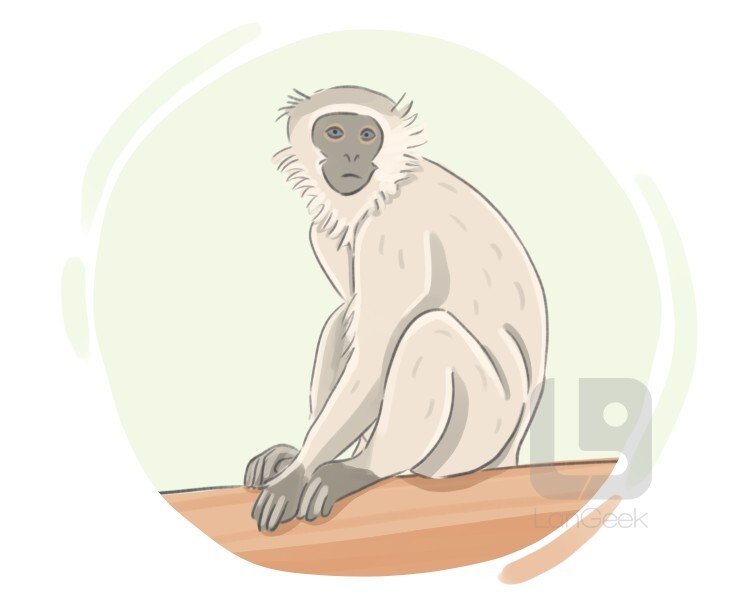 vervet monkey definition and meaning
