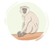 vervet monkey