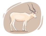 addax