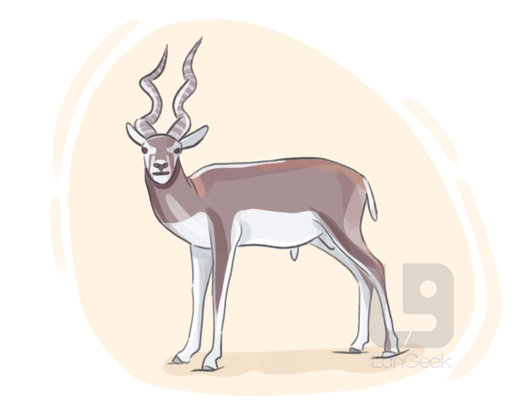 antilope cervicapra definition and meaning