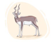 blackbuck
