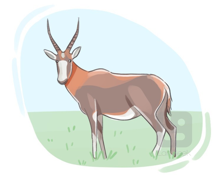 blesbok definition and meaning