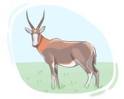 blesbok