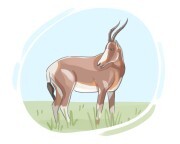 bontebok