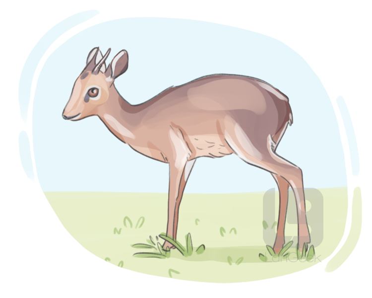 dik-dik definition and meaning