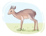 dik-dik