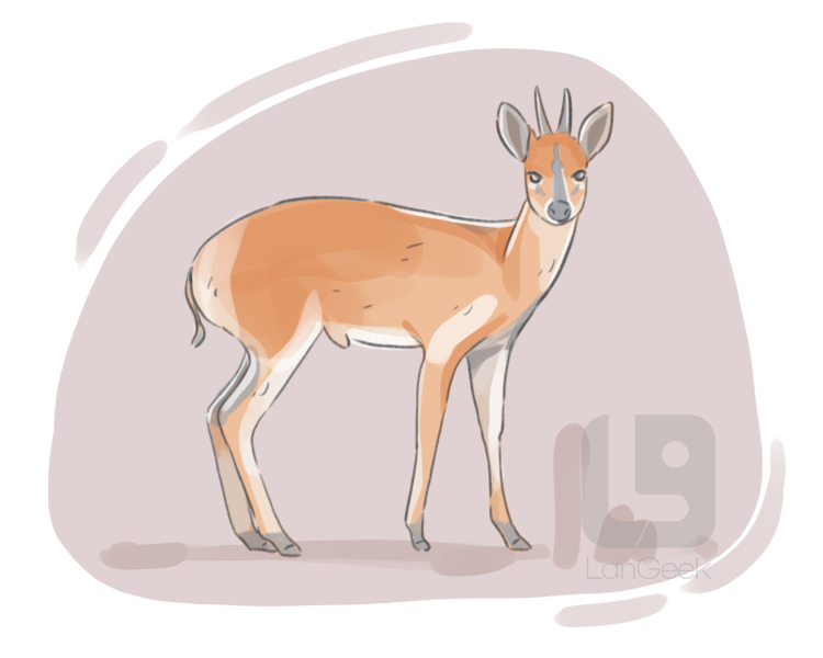 duiker definition and meaning