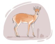 duiker