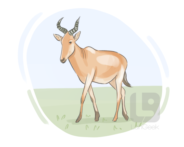 hartebeest definition and meaning