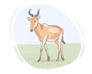 hartebeest