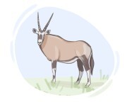 gemsbok
