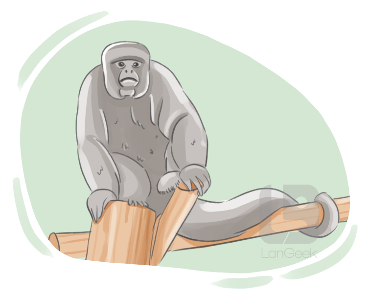 woolly monkey definition and meaning