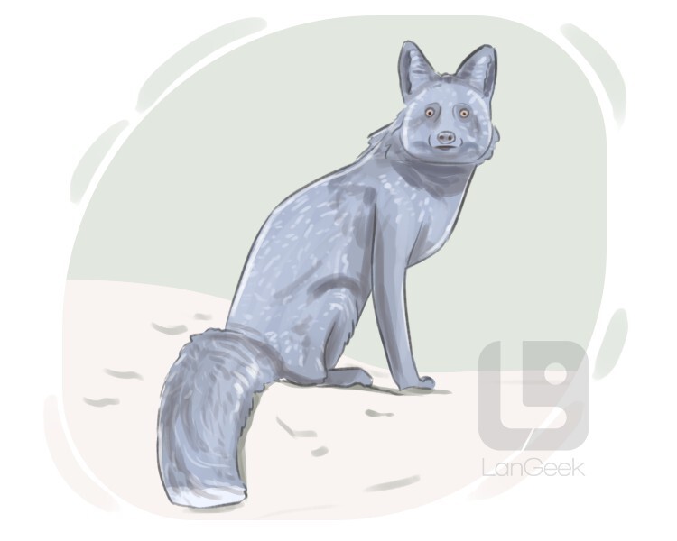 black fox definition and meaning