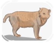 bush dog