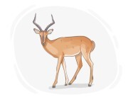 impala
