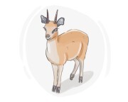 klipspringer