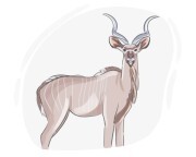 kudu