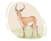 lechwe