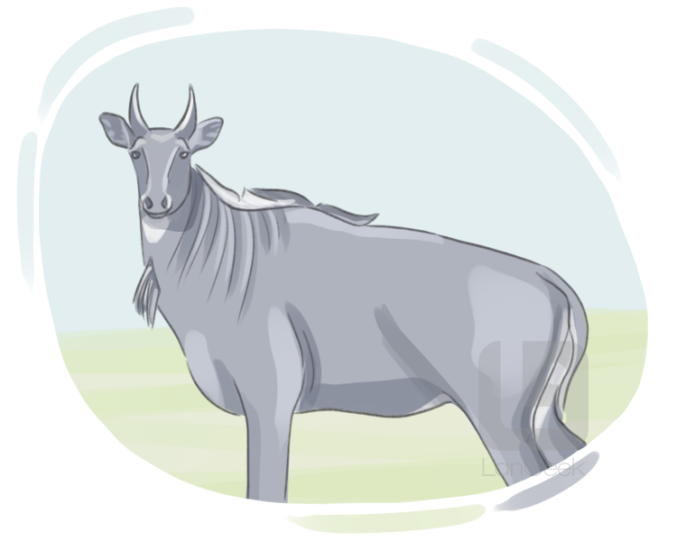 nilgai definition and meaning
