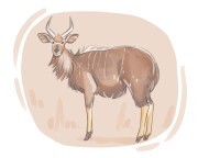 nyala