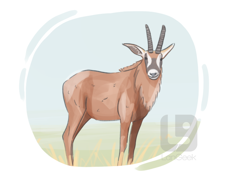 roan antelope definition and meaning