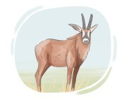 roan antelope