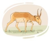saiga