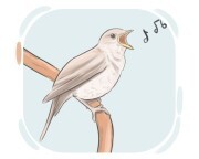 birdsong