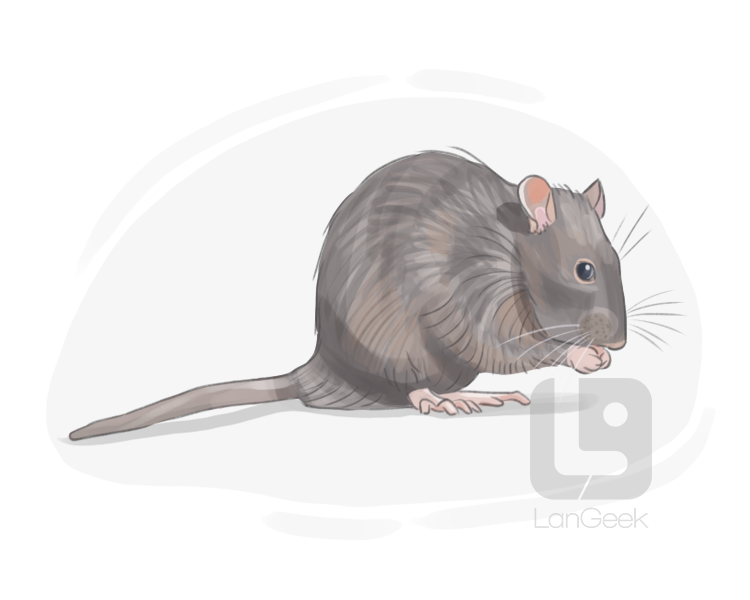 black rat definition and meaning