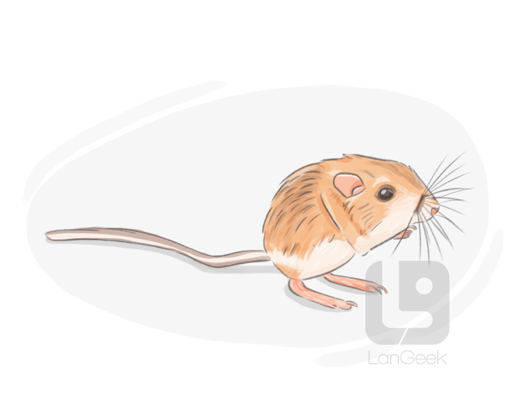 kangaroo rat definition and meaning