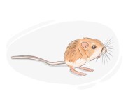 kangaroo rat
