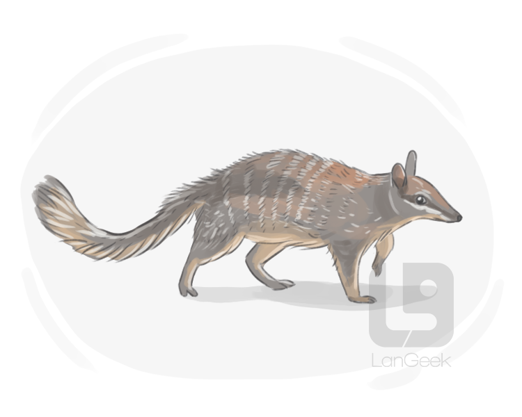 numbat definition and meaning