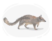 numbat