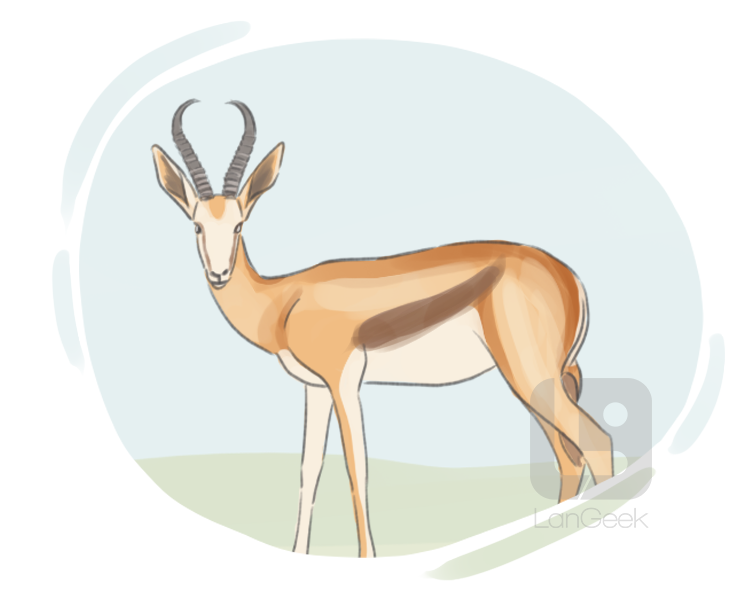 springbuck definition and meaning
