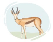 springbok