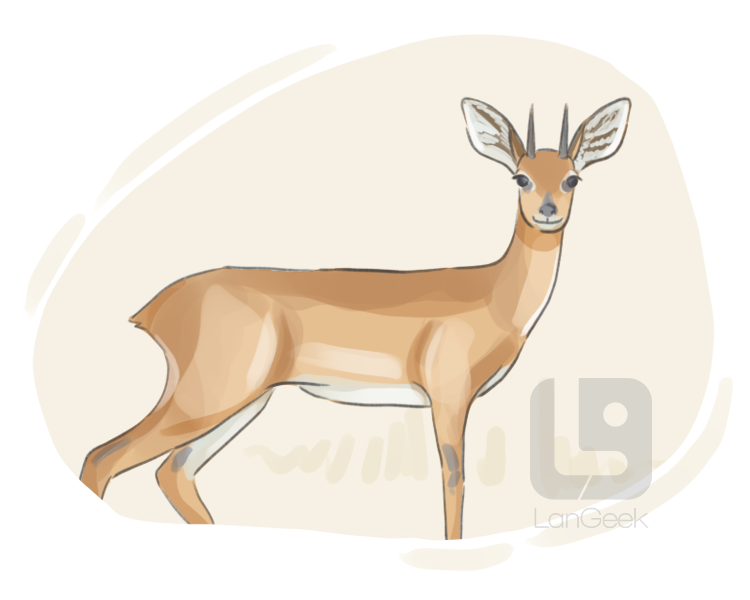 steenbok definition and meaning