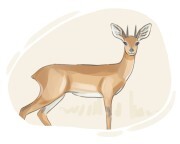 steenbok