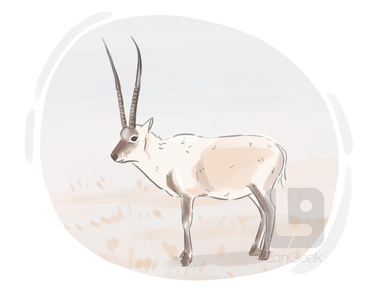 Tibetan antelope definition and meaning