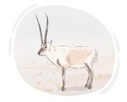 Tibetan antelope