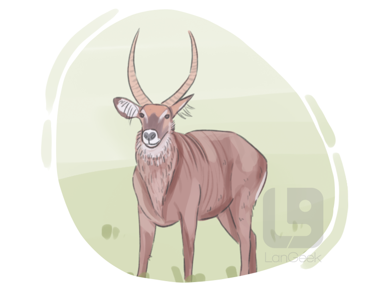waterbuck definition and meaning
