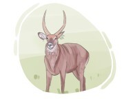 waterbuck