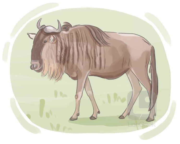 wildebeest definition and meaning