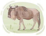 wildebeest