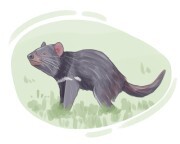 Tasmanian devil